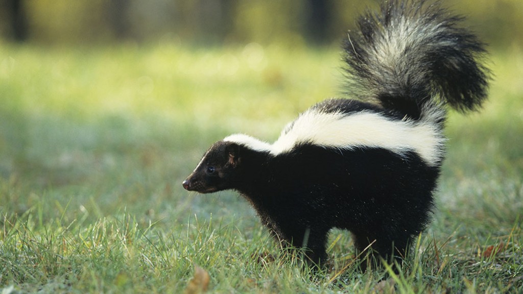 080519_cw_skunk_feat_free.jpg