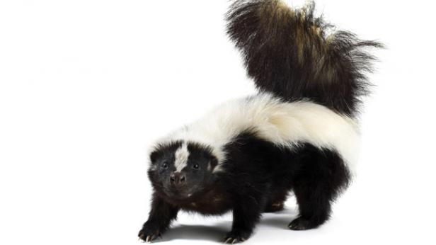 skunk-hor.jpg